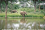 ZIMBABWE_many elephants, often very close_ motorcycle-trip through Eastern-, Central- and Southern AFRICA (Nairobi-Capetown) 1990-91_Jochen A. Hbener